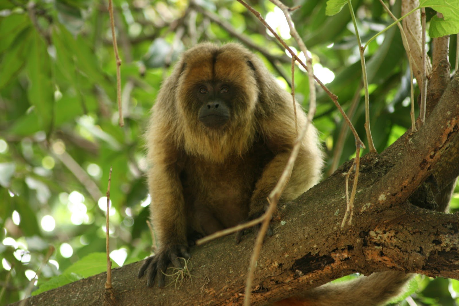 Mono carayá